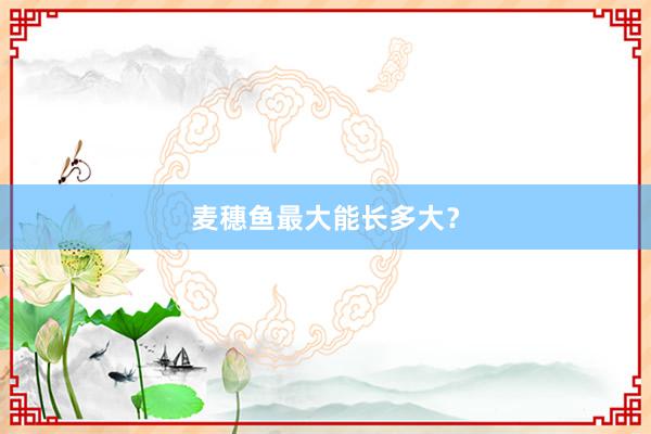 麦穗鱼最大能长多大？